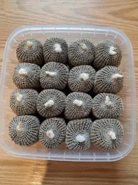 gotowe-siatki-pva-z-pelletem-16-szt-kielbaski-pva-karpiowe-feeder