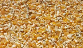 pasza-dla-drobiu-gnieciona-kukurydziana-20-kg