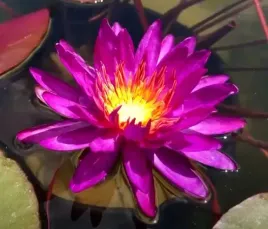 lilia-wodna-purple-fantasy-nymphaea-grzybien