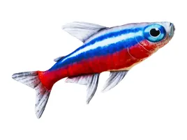 maskotka-gaby-neon-innesa-53-cm