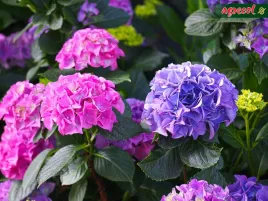 nawoz-wieloskladnikowy-agrecol-granulat-12-kg