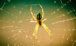 arox-spray-preparat-srodek-plyn-na-pajaki-pajeczyny-muchy-komary-mrowki