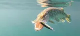wobler-rapala-original-floater-13-cm-alb-marka-rapala