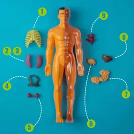 zestaw-doswiadczalny-stator-model-anatomiczny-czlowieka-plastikowy-6-lat