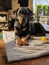 deska-do-krojenia-zd-trading-bambus-1-szt