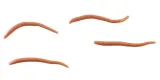 angle-worm-5cm-brown-gulp-alive-berkley-60-szt