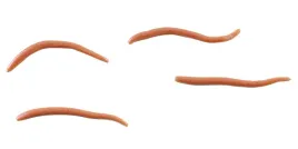 angle-worm-5cm-brown-gulp-alive-berkley-60-szt