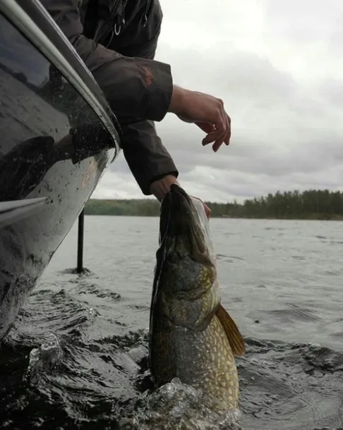 rapala-original-floating-5cm-rainbow-trout-przeznaczenie-jazie