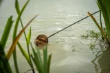 zaneta-sonubaits-2kg-krill-and-squid-waga-2-kg
