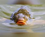 expert-204-45-000-3-szt-waga-z-opakowaniem-0-35-kg