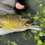 rapala-countdown-elite-95cm-gdwk-rodzaj-tonace