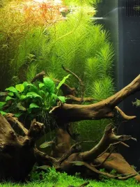 gt-aqua-vitaplant-nawoz-do-roslin-wodnych-5l