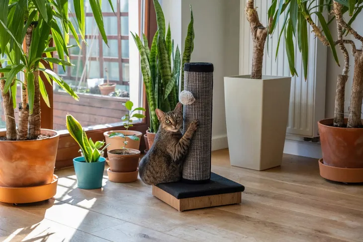 slupek-do-drapania-do-60-cm-wysokosc-cm-do-60-cm