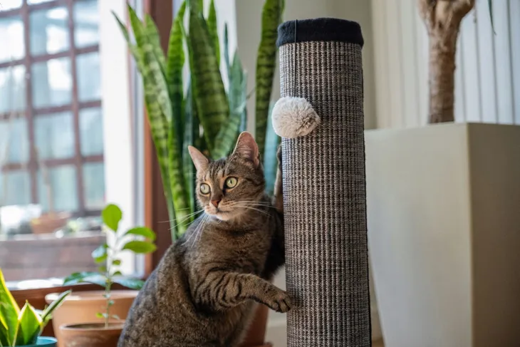 slupek-do-drapania-do-60-cm-liczba-poziomow-brak-informacji