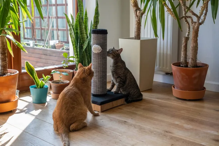 slupek-do-drapania-do-60-cm-kolor-bezowy