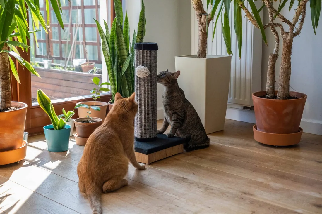 slupek-do-drapania-do-60-cm