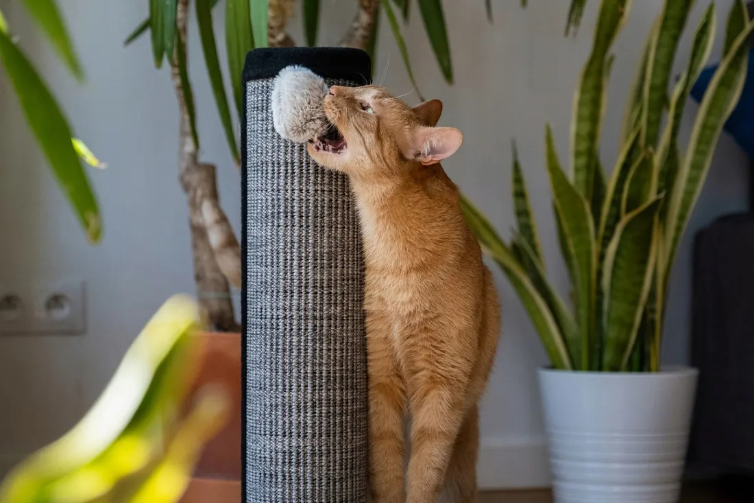 slupek-do-drapania-do-60-cm-marka-bez-marki