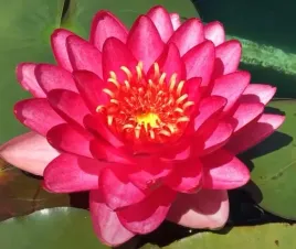 lilia-wodna-nymphaea-manee-red-wodne-rosliny
