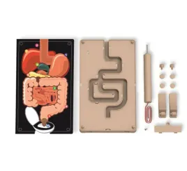 zestaw-4m-kidzlab-poznaj-uklad-pokarmowy