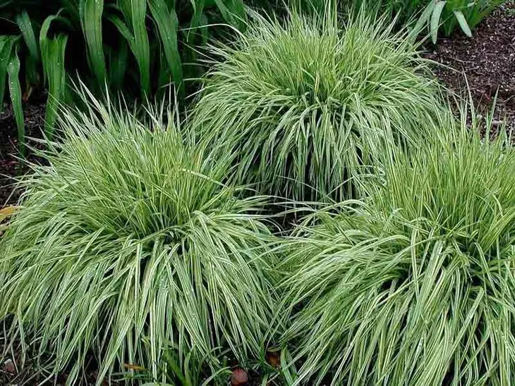 trzeslica-modra-variegata-gesta-kepa-c2