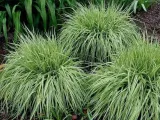 trzeslica-modra-variegata-gesta-kepa-c2