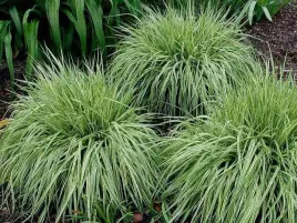 trzeslica-modra-variegata-gesta-kepa-c2