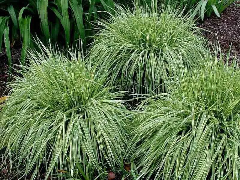 trzeslica-modra-variegata-gesta-kepa-c2