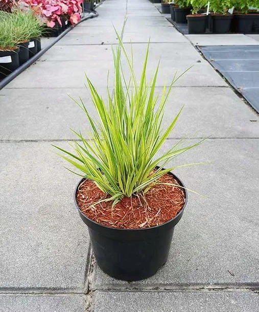trzeslica-modra-variegata-gesta-kepa-c2-stan-nowy