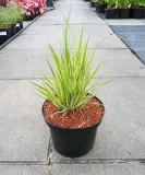 trzeslica-modra-variegata-gesta-kepa-c2-stan-nowy