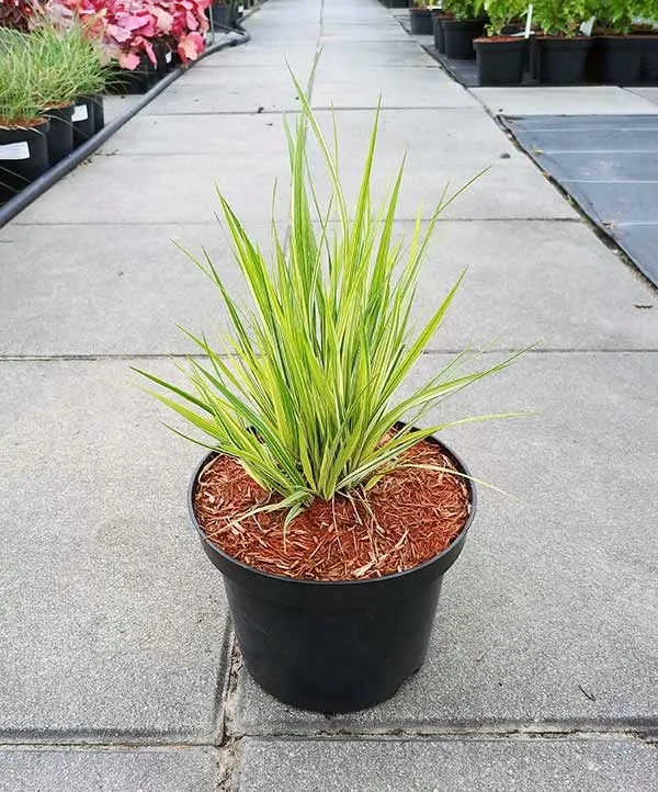 trzeslica-modra-variegata-gesta-kepa-c2-stan-nowy