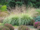 trzeslica-modra-variegata-gesta-kepa-c2-stan-nowy