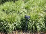 trzeslica-modra-variegata-gesta-kepa-c2-stan-nowy