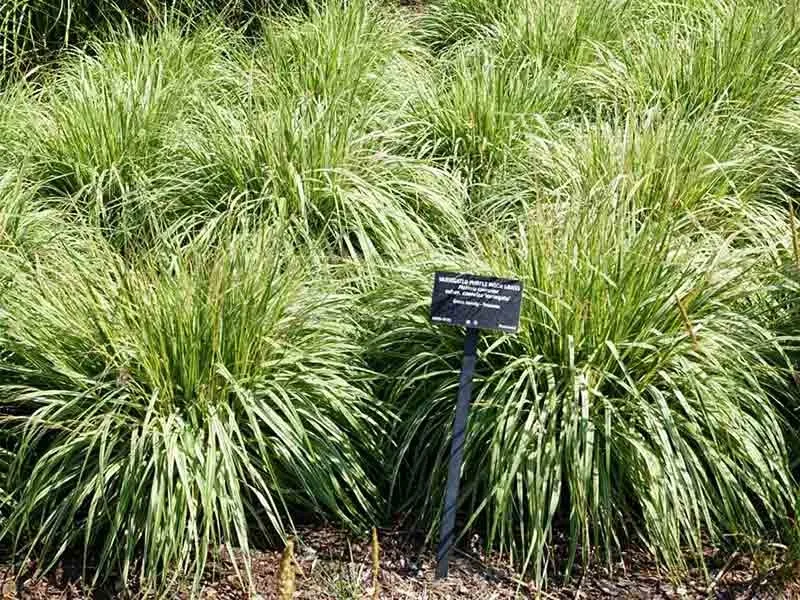 trzeslica-modra-variegata-gesta-kepa-c2