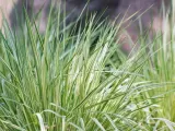trzeslica-modra-variegata-gesta-kepa-c2-stan-nowy