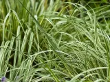 trzeslica-modra-variegata-gesta-kepa-c2-stan-nowy