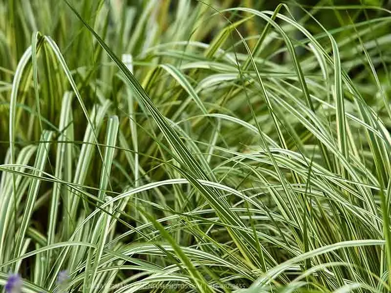 trzeslica-modra-variegata-gesta-kepa-c2