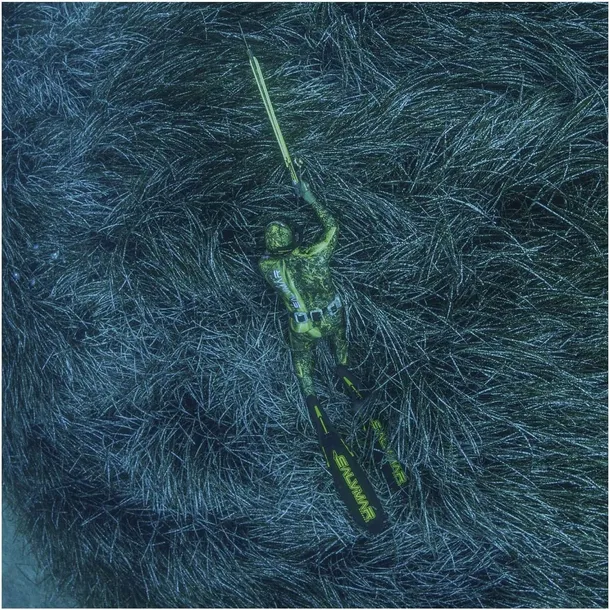 kusza-salvimar-matal-krypsis-75-rodzaj-kusza