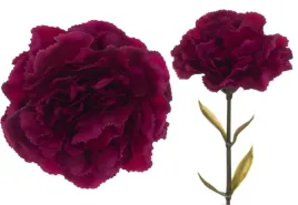 gozdzik-galazka-burgundy-burgund-67-cm