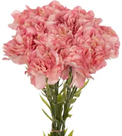 12x-gozdzik-galazka-rose-rozowy-67-cm