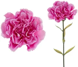 12x-gozdzik-galazka-pink-edge-pink-roz-67-cm