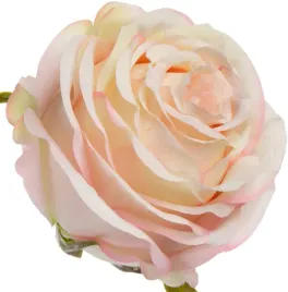 roza-wyrobowa-apricot-cream-12-szt-glowka-kwiatowa-premium