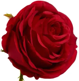 roza-wyrobowa-rubin-12-szt-glowka-kwiatowa-premium