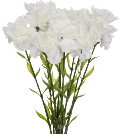 12x-gozdzik-galazka-bialy-deep-white-67-cm