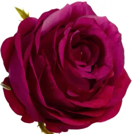 roza-wyrobowa-sweet-fuchsia-12-szt-glowka-kwiatowa-premium