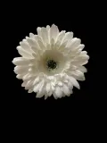 gerbera-glowka-rodzaj-glowki-kwiatowe