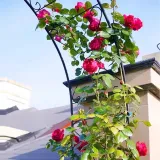 pergola-metal-argo-luk-240-cm-styl-ogrod-japonski