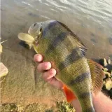 mistrall-kolowroek-silver-spin-30-3000-waga-303-g