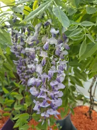 wisteria-chinska-niebiesko-fioletowa-sadzonka-w-pojemniku-10l