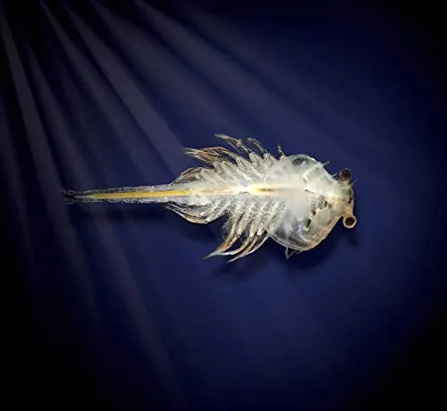 aqua-dragons-eggspress-live-aquatic-creatures-bohater-brak