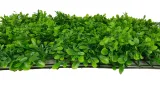 mata-zielone-rosliny-40x60-cm-bukszpan-liscie-liczba-sztuk-1-szt